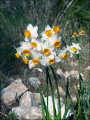 Narcissus-tazetta-2014-Zachi-Evenor