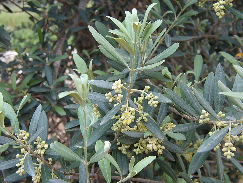 800px-Olive_blossoms
